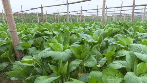 富陽農(nóng)產(chǎn)品 手機(jī)一掃，身世無隱私，食用農(nóng)產(chǎn)品初加工全透明