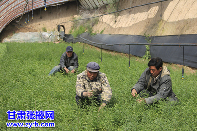 民樂縣大力發展現代農業紀實 食用農產品初加工結碩果